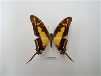 藏品(鳳蝶科-南美洲(三))的圖片